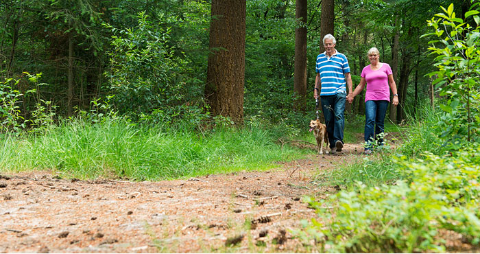 Dog friendly holiday accommodation.