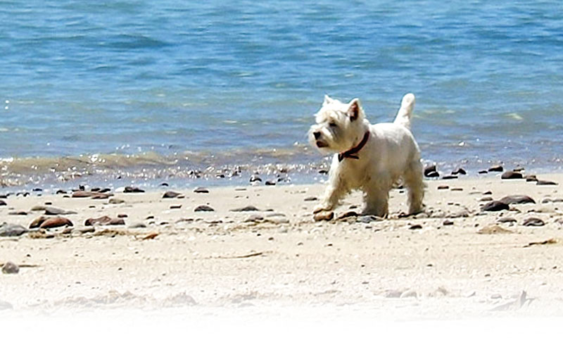 Dog friendly self catering.