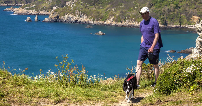 Dog walking on Guernsey cliffs.