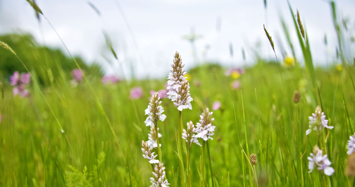 Orchid feilds
